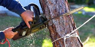 Best Commercial Tree Services  in Shenandoah, IA