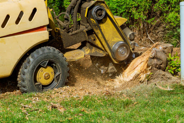 Best Organic Lawn Care Solutions  in Shenandoah, IA
