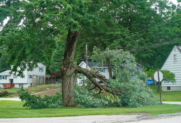 Best Tree Disease Treatment  in Shenandoah, IA