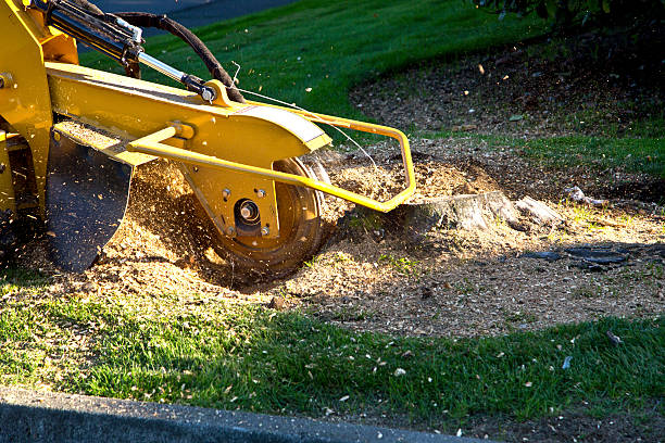 Best Storm Damage Tree Cleanup  in Shenandoah, IA