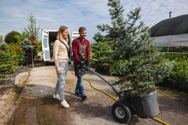 Best Lawn Drainage Solutions  in Shenandoah, IA