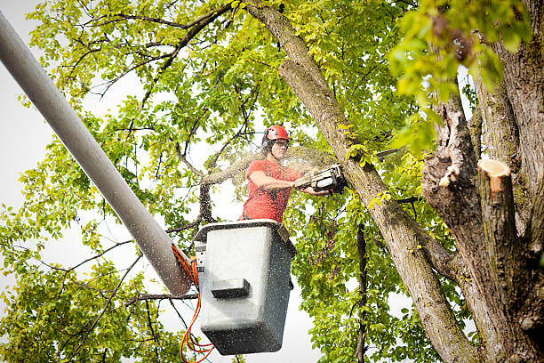 Best Tree Preservation Services  in Shenandoah, IA