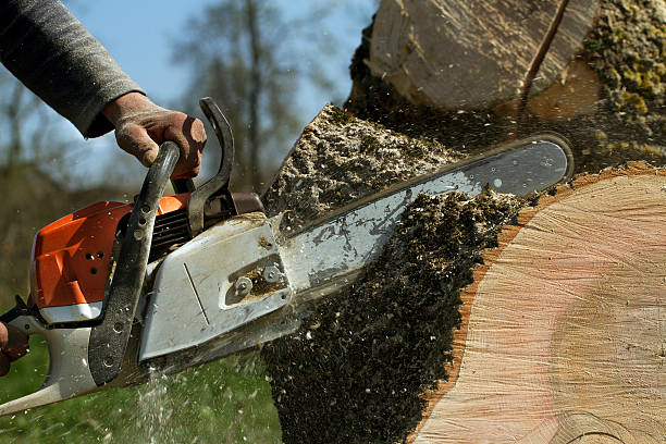 Best Tree Health Inspection  in Shenandoah, IA